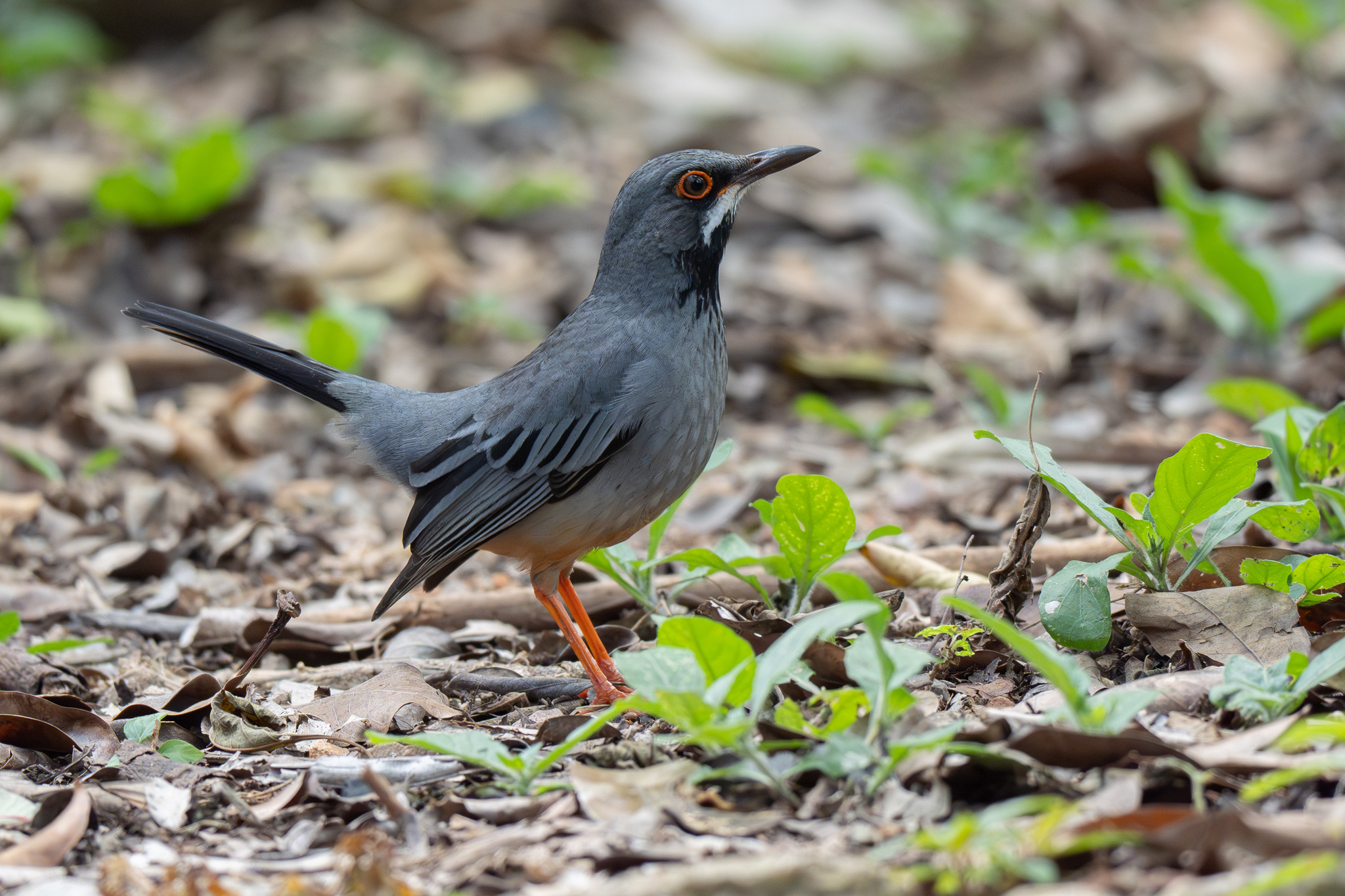 Western Red-legged Thrush (Turdus plumbeus), photo 5