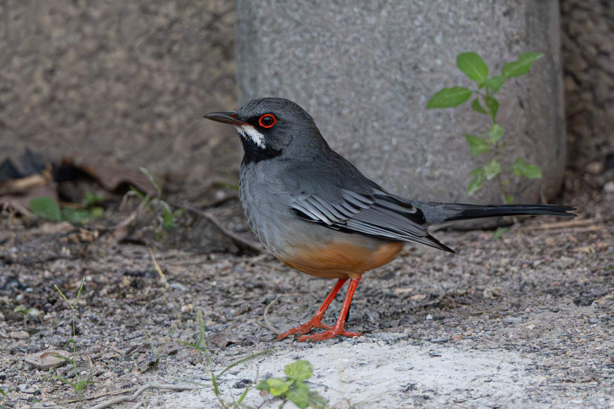Western Red-legged Thrush (Turdus plumbeus), photo 6