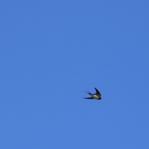 Avistamiento "Golondrina Tijereta, Golondrina de Horquilla"