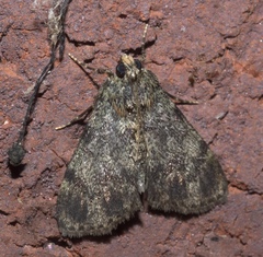 Epipaschia superatalis