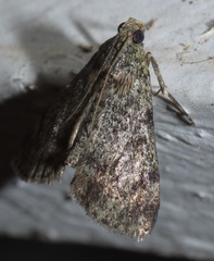 Epipaschia superatalis