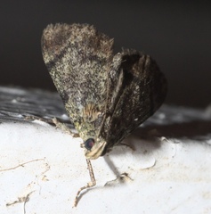 Epipaschia superatalis