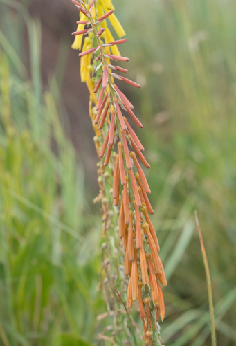 Kniphofia laxiflora, photograph 6