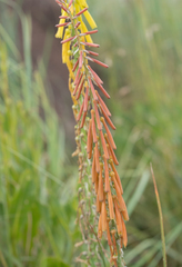 Kniphofia laxiflora, photograph (c) Morten Ross, some rights reserved (CC BY)