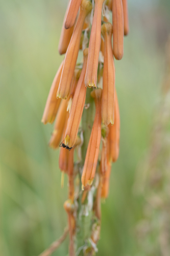 Kniphofia laxiflora (Kniphofia laxiflora)