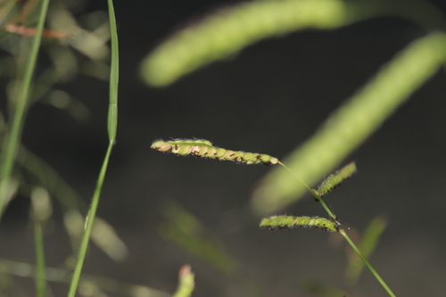 Moorochloa eruciformis observed 2026-03-21