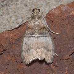 Pococera militella