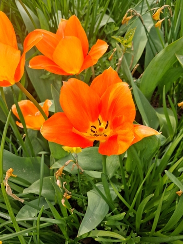 Tulipano