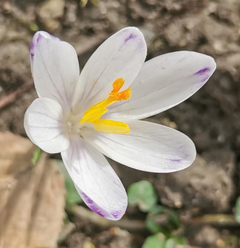 caforan (Crocus)