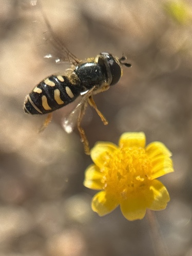 Unknown species found near Carrizo Plain National Monument, Santa Margarita, CA, US