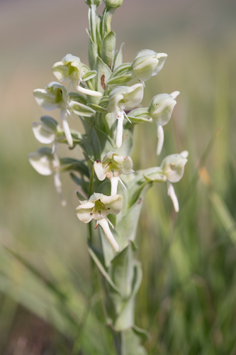 Lightning Ghost Orchid (Habenaria epipactidea)