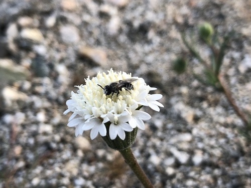 iNaturalist observation photo of Hesperapis