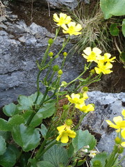 Ranunculus insignis
