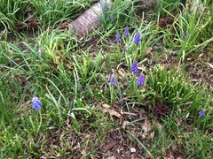Muscari botryoides