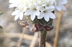 Noctueliopsis aridalis