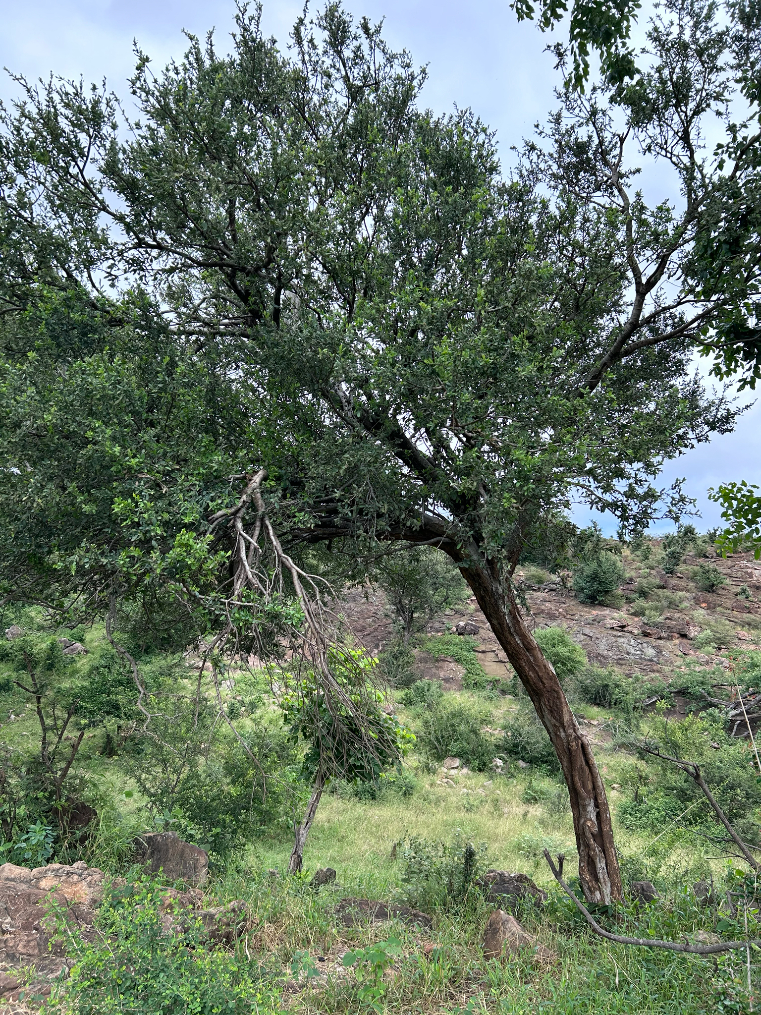 Caper Bush (Boscia albitrunca)