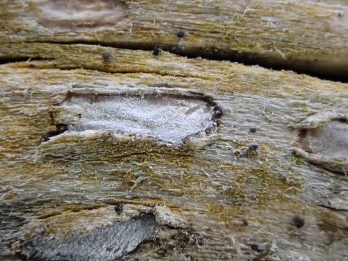 Propolis farinosa observed 2026-03-22