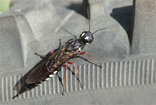 Jhod Insect Photo 62753228, (c) ajott, some rights reserved (CC BY), uploaded by ...