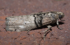 Tlascala reductella