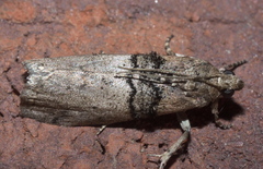Tlascala reductella