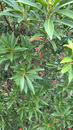 Common Elaeocarpus (Elaeocarpus decipiens)