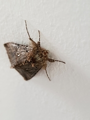 Trichoplusia ni