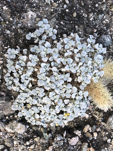 iNaturalist observation photo of Turtleback