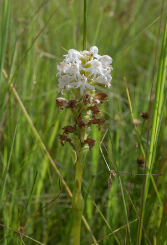 Tall Grassland Satyre (Satyrium hallackii)