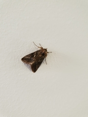 Trichoplusia ni
