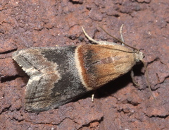 Acrobasis demotella