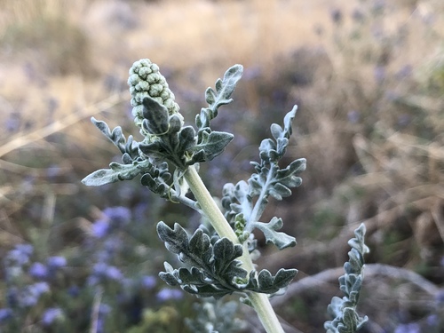 iNaturalist observation photo of Burrobush