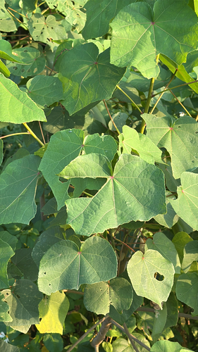 Taiwan cotton rose (Hibiscus taiwanensis)