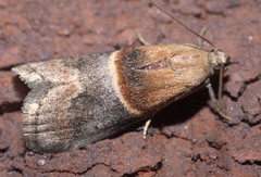 Acrobasis demotella
