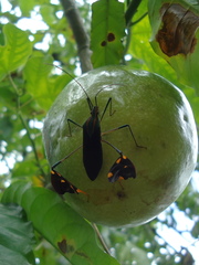 Diactor bilineatus