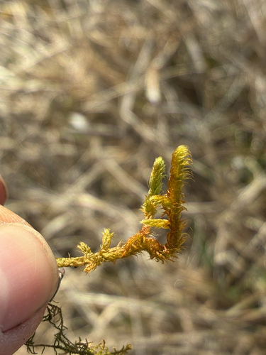 Golden Glade-moss (Rhytidium rugosum)