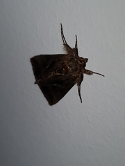 Trichoplusia ni