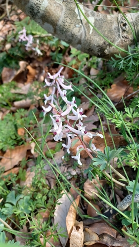 Corydalis integra, photograph 1