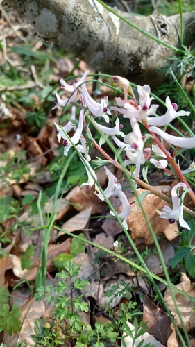 Corydalis integra, photograph 2