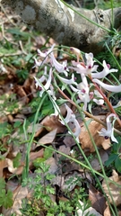 (c) Vangelis Skarmoutsos, some rights reserved (CC BY-SA) Corydalis integra, photograph (c) Vangelis Skarmoutsos, some rights reserved (CC BY-SA)