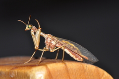 Mantispa styriaca