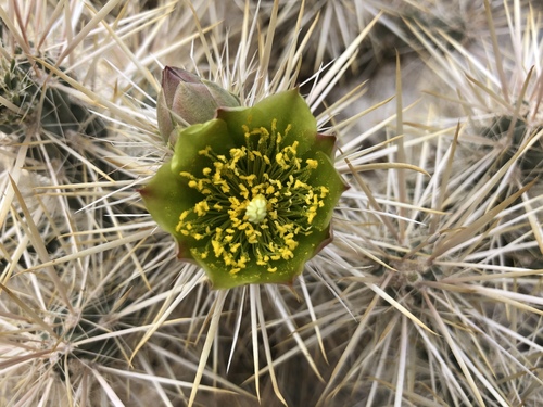iNaturalist observation photo of Silver Cholla