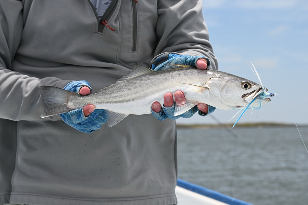 Corvina