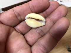 Naria helvola