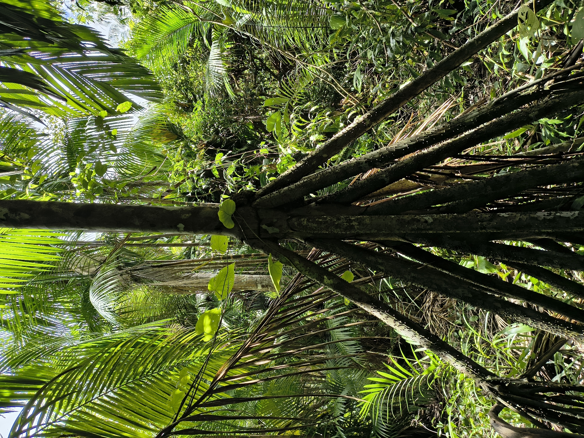 Socratea exorrhiza