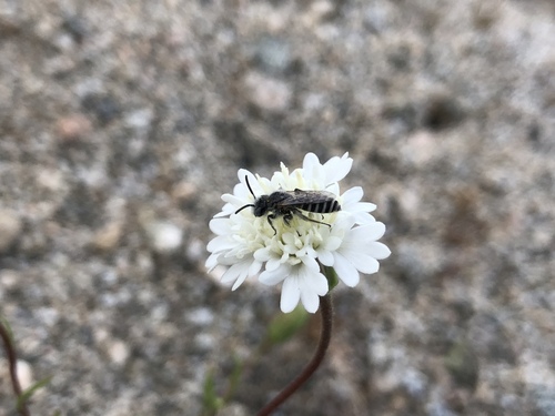 iNaturalist observation photo of Hesperapis