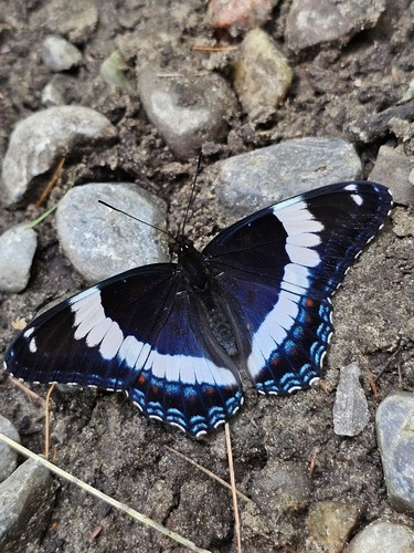 Red-spotted Admiral, photo 7 of 10