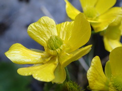 Ranunculus insignis