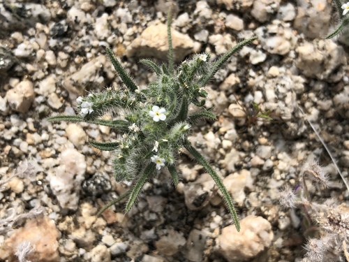iNaturalist observation photo of narrow-leaved cryptantha