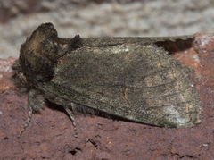 Rifargia subrotata