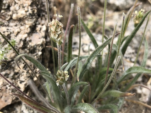 iNaturalist observation photo of Desert Plantain